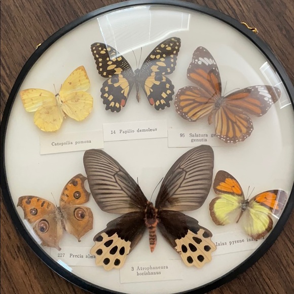 Meet your Posher, Jo - Picture 1 of 1